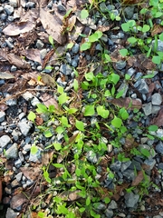 Claytonia