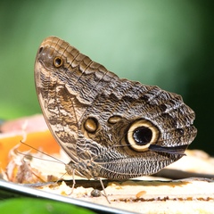 Caligo telamonius