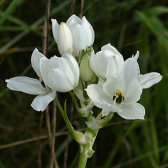 Ornithogalum arabicum