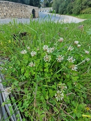 Trifolium clypeatum