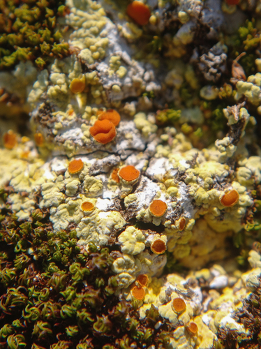 Gyalolechia fulgens (Sw.) Søchting, Frödén & Arup