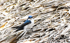 Pygochelidon cyanoleuca