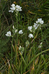 Ornithogalum arabicum