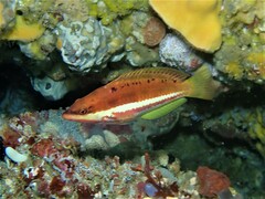 Pseudolabrus biserialis