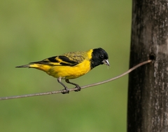 Spinus magellanicus