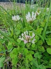 Trifolium clypeatum