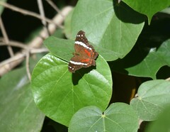 Anartia fatima colima
