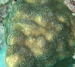 Scleractinia