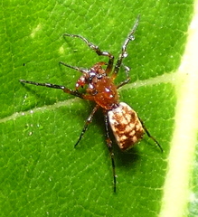 Micrathena picta