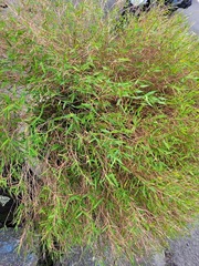Pogonatherum crinitum