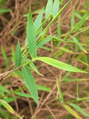 Pogonatherum crinitum