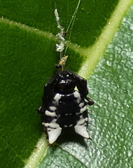 Micrathena patruelis
