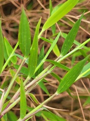 Pogonatherum crinitum