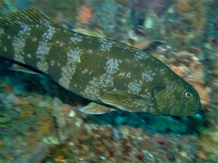 Aplodactylus westralis