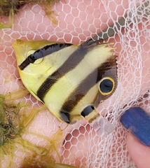 Chaetodon striatus