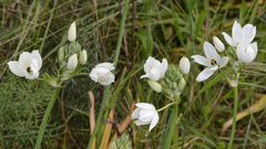 Ornithogalum arabicum
