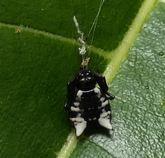 Micrathena patruelis