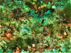 Helcogramma decurrens