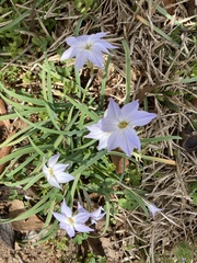 Ipheion uniflorum