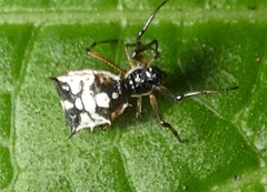Micrathena picta