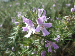 Westringia fruticosa