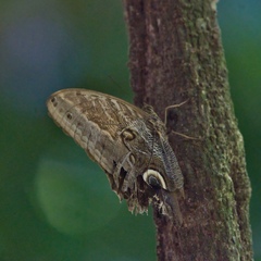 Caligo telamonius