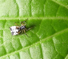 Micrathena picta