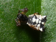 Micrathena picta