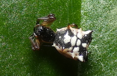 Micrathena picta