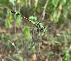 Paragomphus elpidius