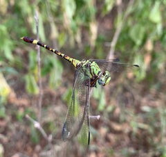 Paragomphus elpidius