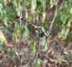 Paragomphus elpidius
