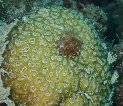 Scleractinia