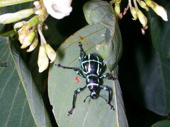 Pachyrhynchus yamianus