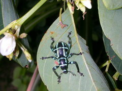 Pachyrhynchus yamianus