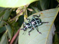 Pachyrhynchus yamianus