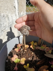 Coprinellus flocculosus