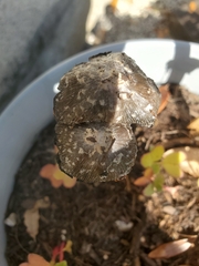 Coprinellus flocculosus