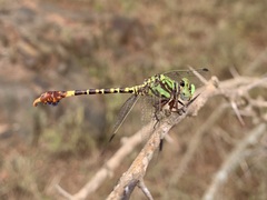 Paragomphus elpidius