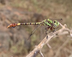 Paragomphus elpidius