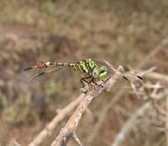Paragomphus elpidius