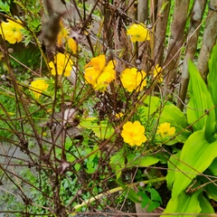 Tagetes erecta