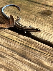 Plestiodon fasciatus