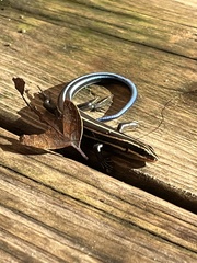 Plestiodon fasciatus