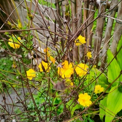 Tagetes erecta