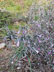Lithodora hispidula versicolor