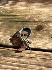 Plestiodon fasciatus