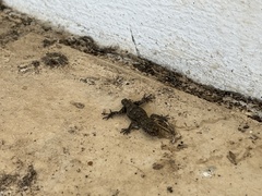 Mediodactylus kotschyi