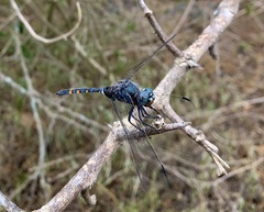 Zygonoides fuelleborni