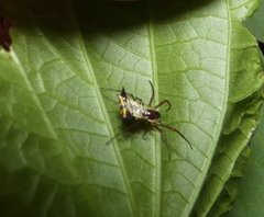 Micrathena fissispina